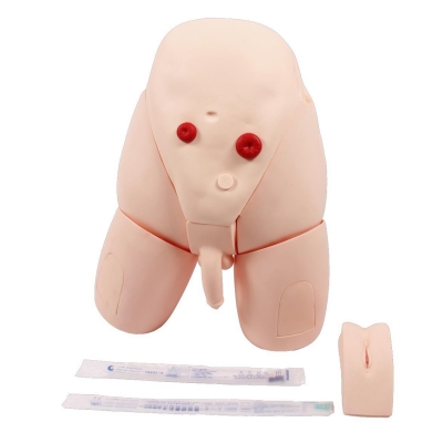 男女性別可互換導尿模型